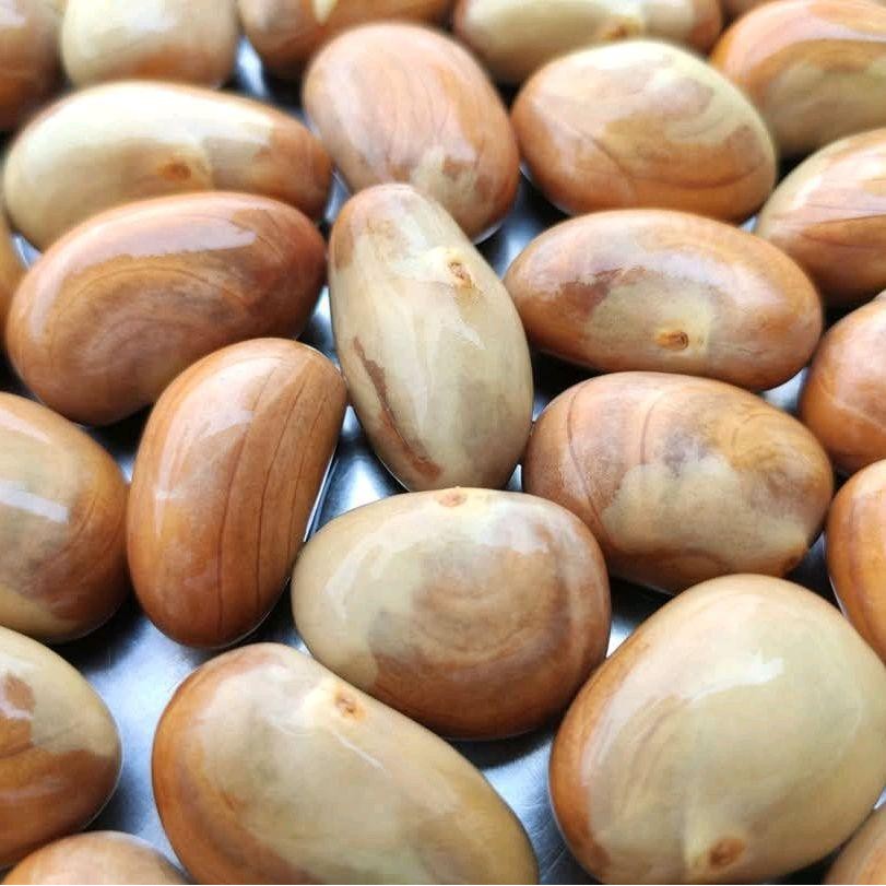 

Biji Buah Nangka Premium - Biji Beton Cemilan Food