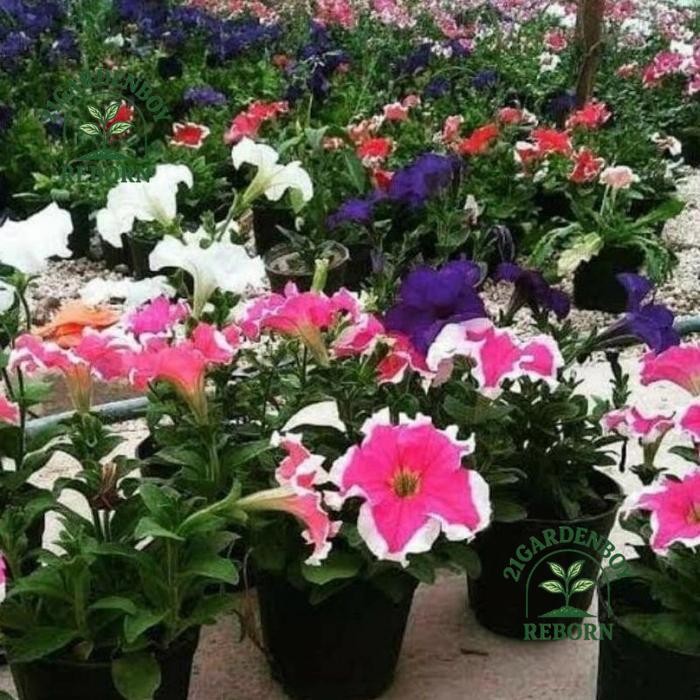 (BISA COD) 0Tanaman hias Pitonia bunga .