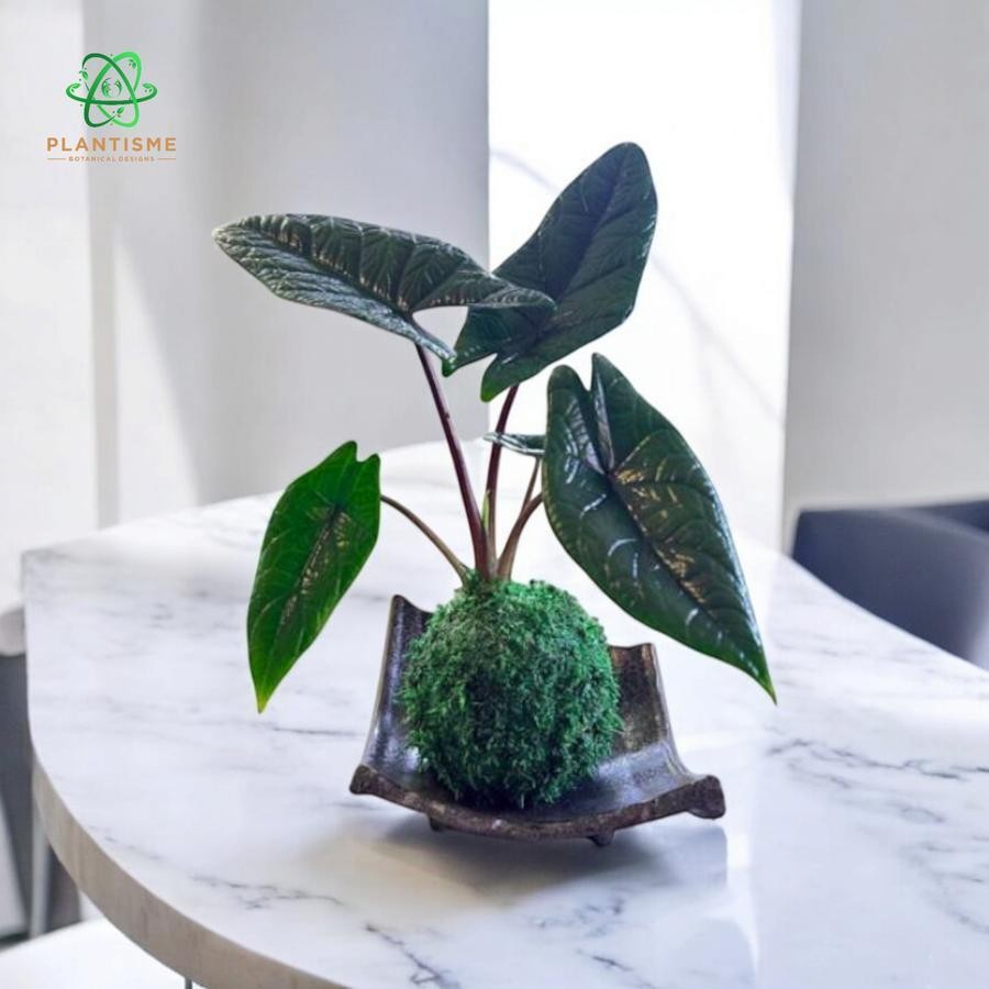 Mossball – Samar Lance Plant Alocasia Scalprum Keladi Pisau Tanaman Daun Hias Tropis Ikonik