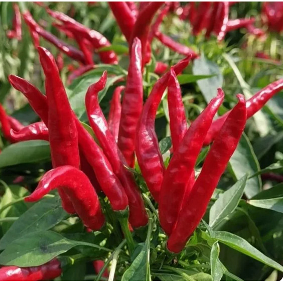 10 Biji Bibit Cabai Merah Cluster Benih Cabai Rumpun Cabe Tumpuk