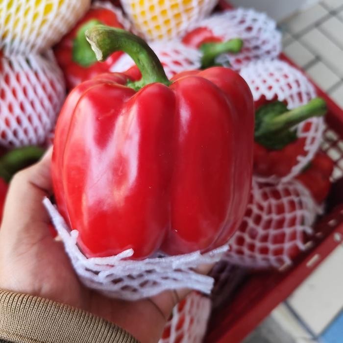 

Paprika merah | capsicum red fresh promo 1 kg