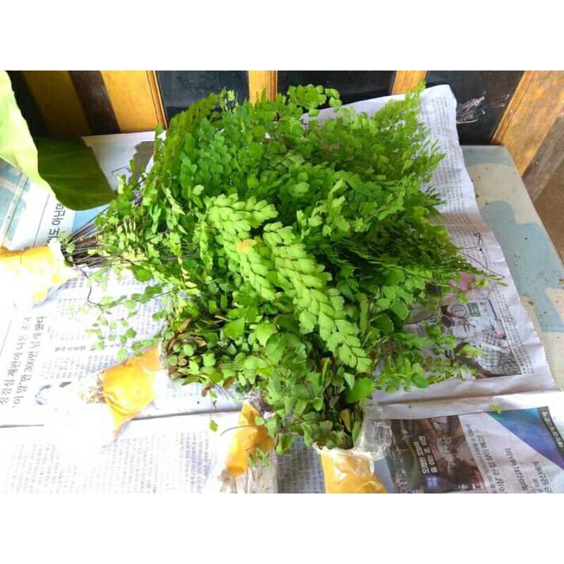 Tanaman suplir per iket Lestari Alamku