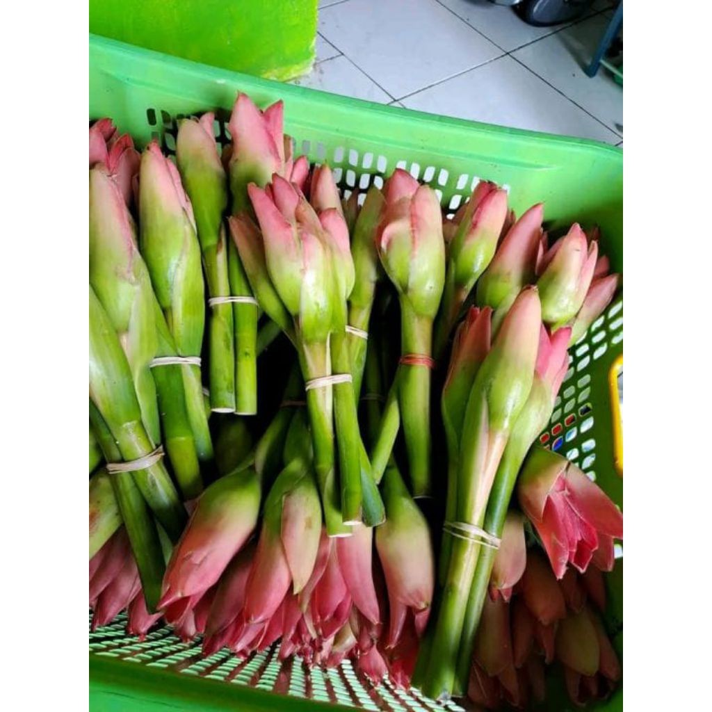 

kecombrag segar langsung petik dari kebun bunga honje/rombeh murah/1 bji minimal order 4 bji siap kirim ..