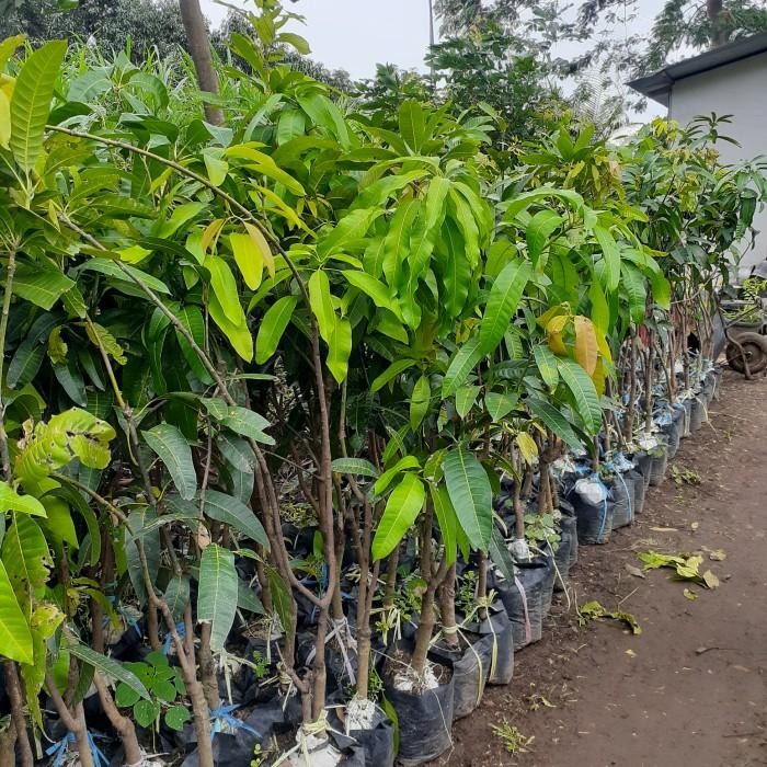 BIBIT TANAMAN BUAH MANGGA TINGGI 1,5 METER JENIS MAHATIR, KIOJAY DLL Bibit Tanaman Super Unggul CV G