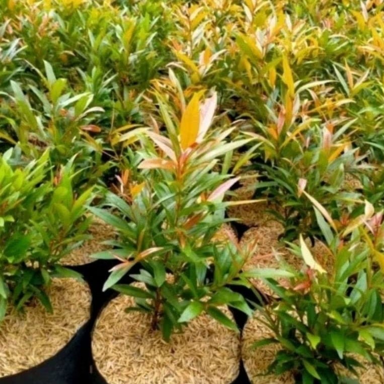 tanaman hias hidup Tanaman hias Pucuk Merah / Pohon Pucuk Merah