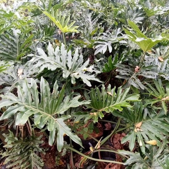 tanaman hias philo dendrum / philo jari ukuran besar