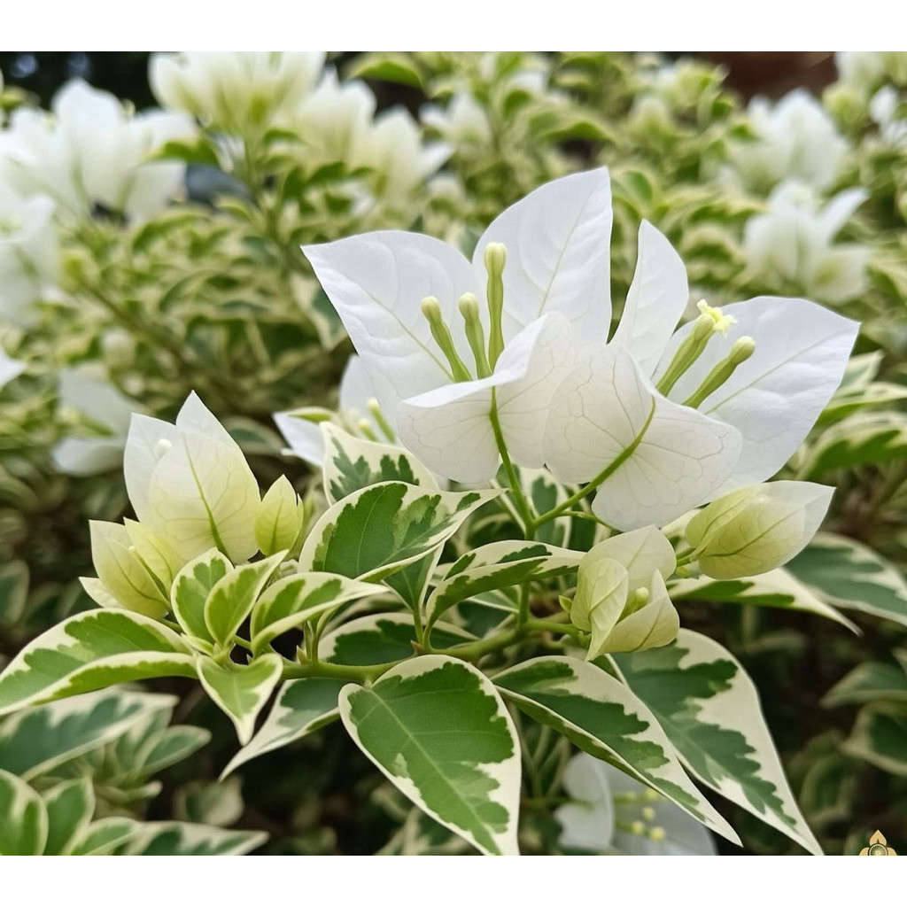 Bugenvil Varigata Bunga Putih Original