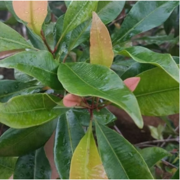 daun cengkih daun cengkeh segar 1kg murah