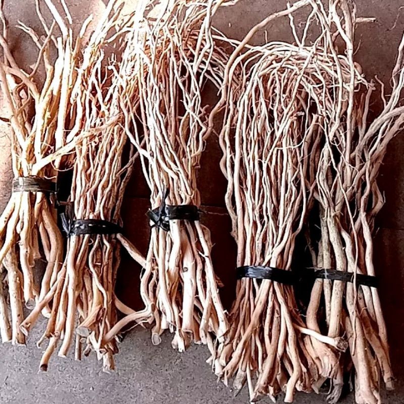 Akar Senggani 1 ikat Ukuran M Normal