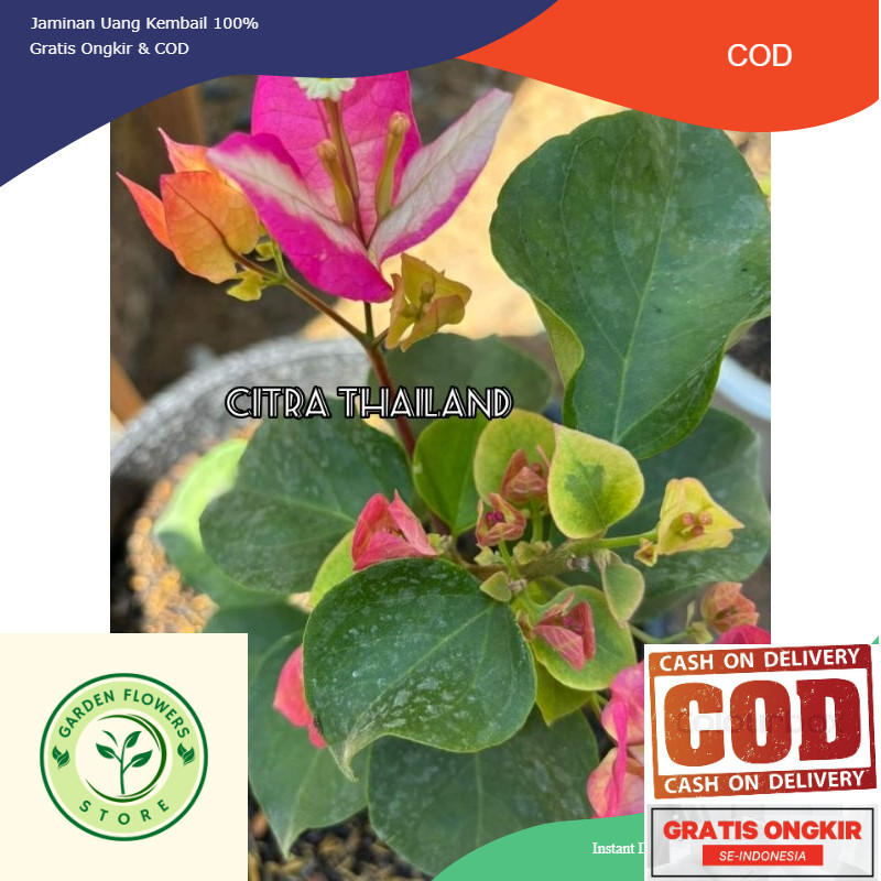 TANAMAN HIAS BOUGENVILLE CITRA THAILAND (COD)