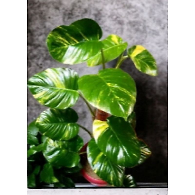 Monstera tanaman hias sirih gading jumbo