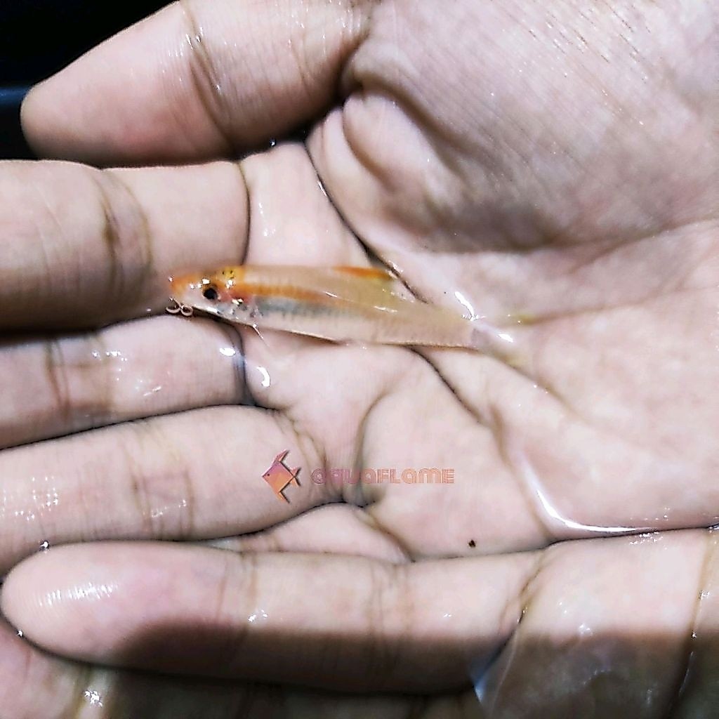 PUNTIUS DENISONI GOLDEN 5 CM