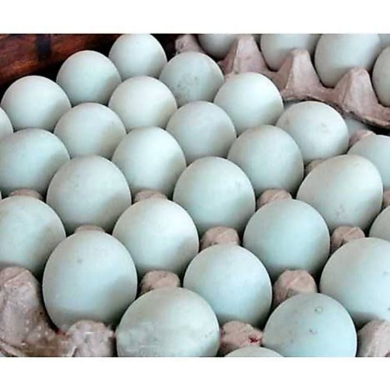 TELUR BEBEK MENTAH 1 RAK