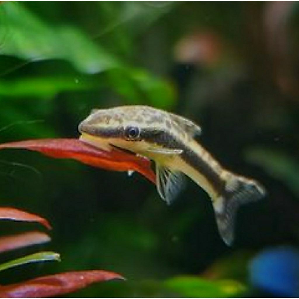 Otocinclus Affinis / Hiasan Aquarium / Hiasan Aquascape / Pembersih Aquarium / Pembersih Aquascape /