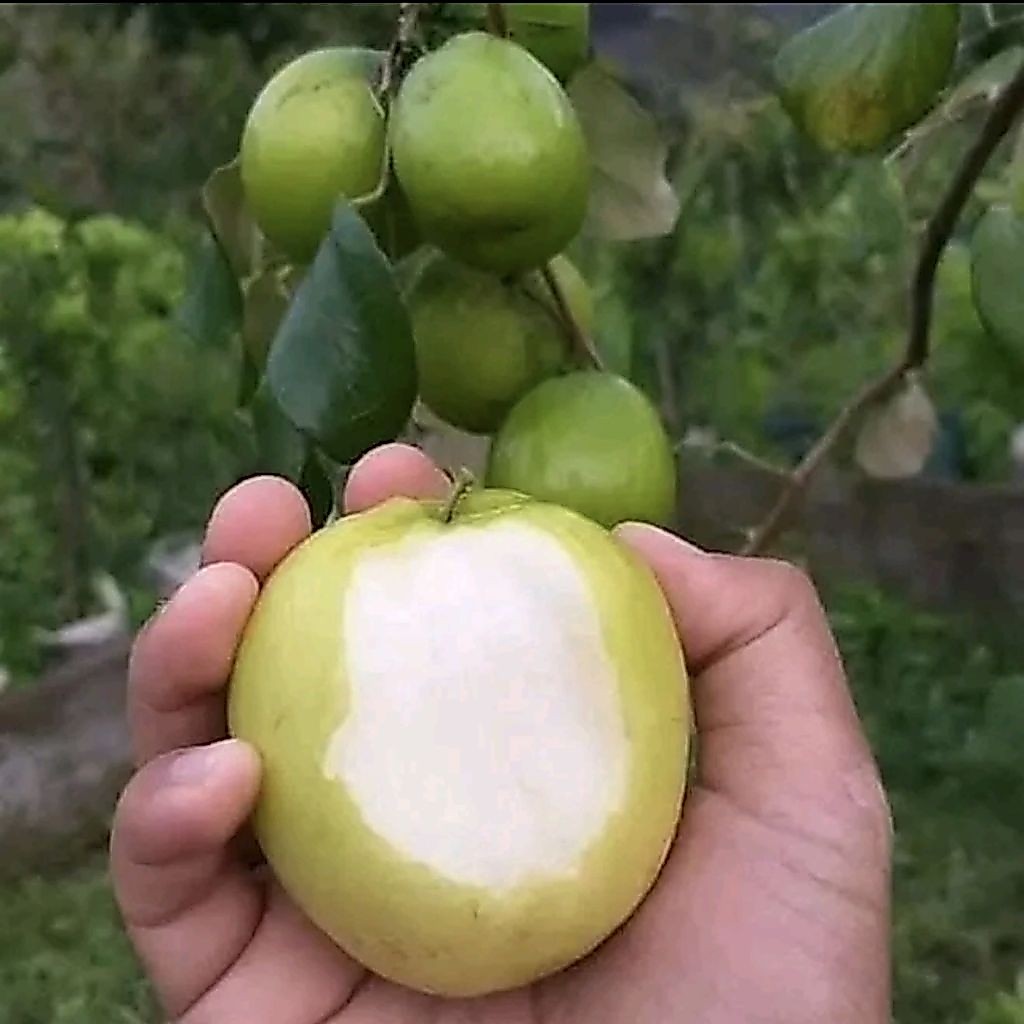 Bibit Pohon Apel Putsa Siap Berbuah / Pohon Apel India