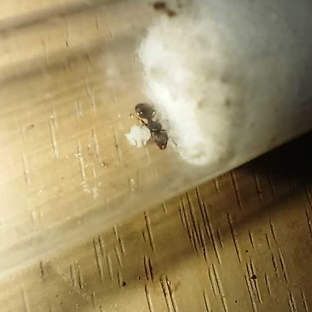 Pheidole Megacephala a.k.a Big Headed Ant Founding Queen | Koloni Ratu Semut Kepala Besar Pheidole M