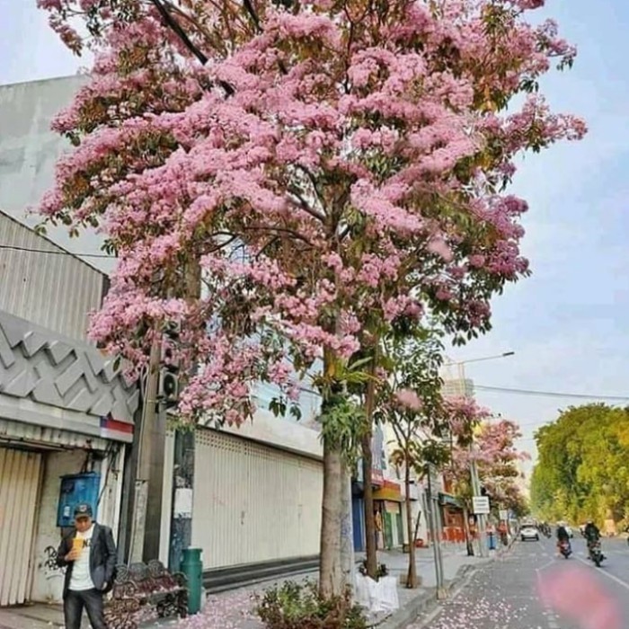 pohon tabebuya 3 meter rosea pink dan kuning