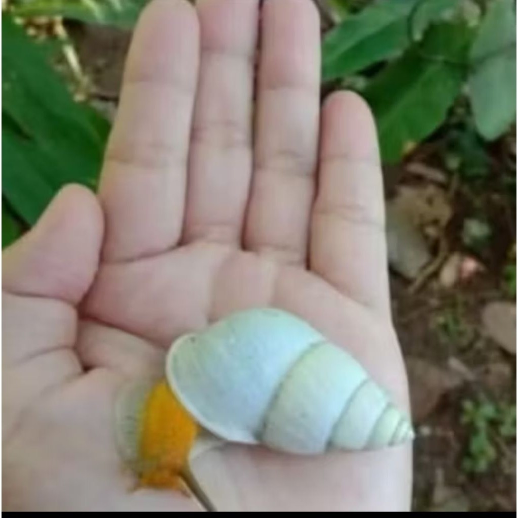 

[SJ] albino bekicot putih/albino 1 pcs