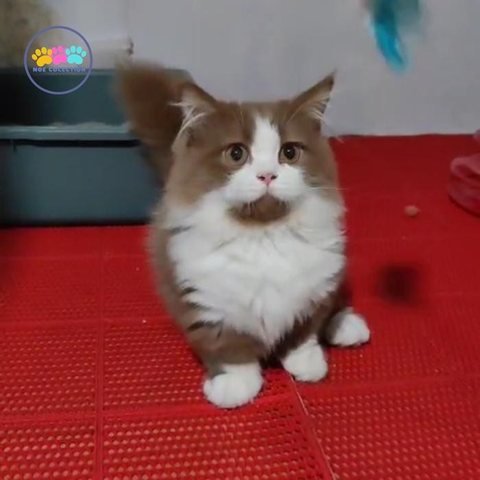 Kucing munchkin bsh long hair cinamon girls / betina