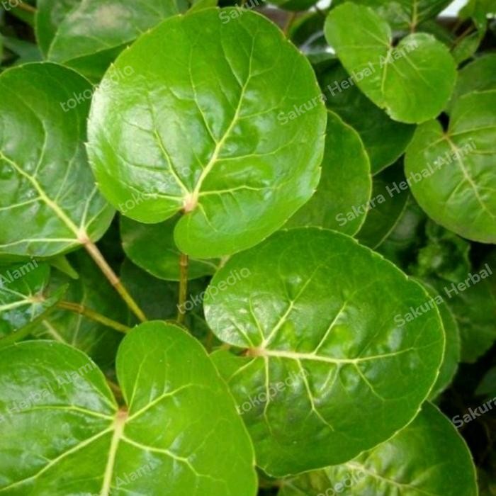 

50lembar daun mangkokan segar