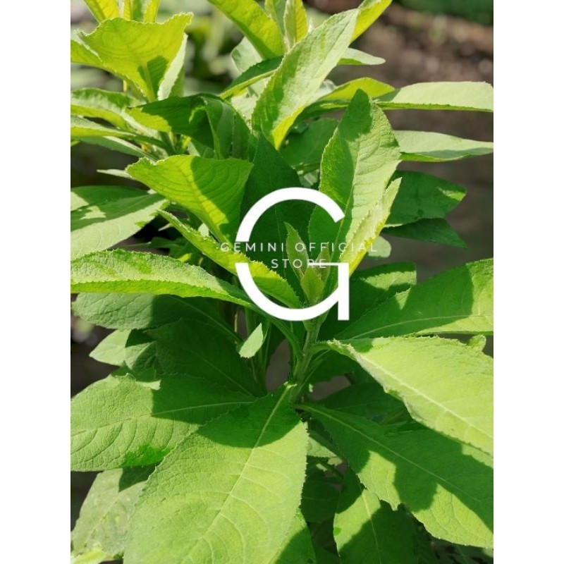 

Daun sembung 200 gram fresh daun sembung segar langsung petik (GOS) Herbal Store_28