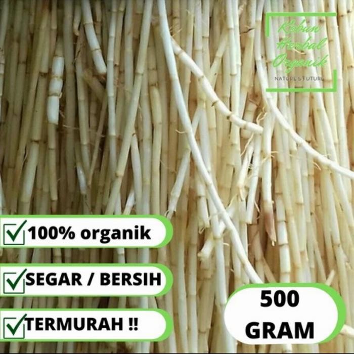 

Promon Akar Alang Alang Segar Per500Gram Terlaris