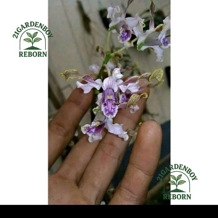 (BAYAR DI TEMPAT) anggrek dendrobium kriting remaja pseudoconantum (besi sulawesi