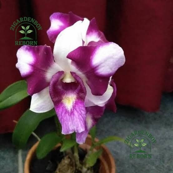 (BISA BAYAR DI TEMPAT) tanaman hias anggrek dendrobium dewasa/spike anggrek den.king dragon