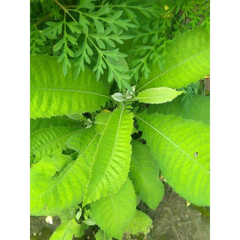 

Daun sembung herbal perikat fres dan segar