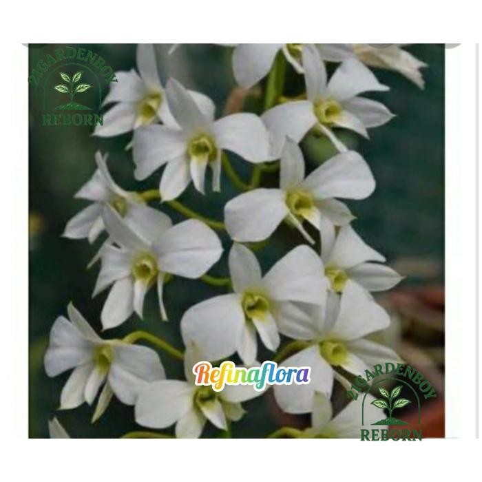 (BISA BAYAR DI TEMPAT) anggrek dendrobium spesies affine/larat putih
