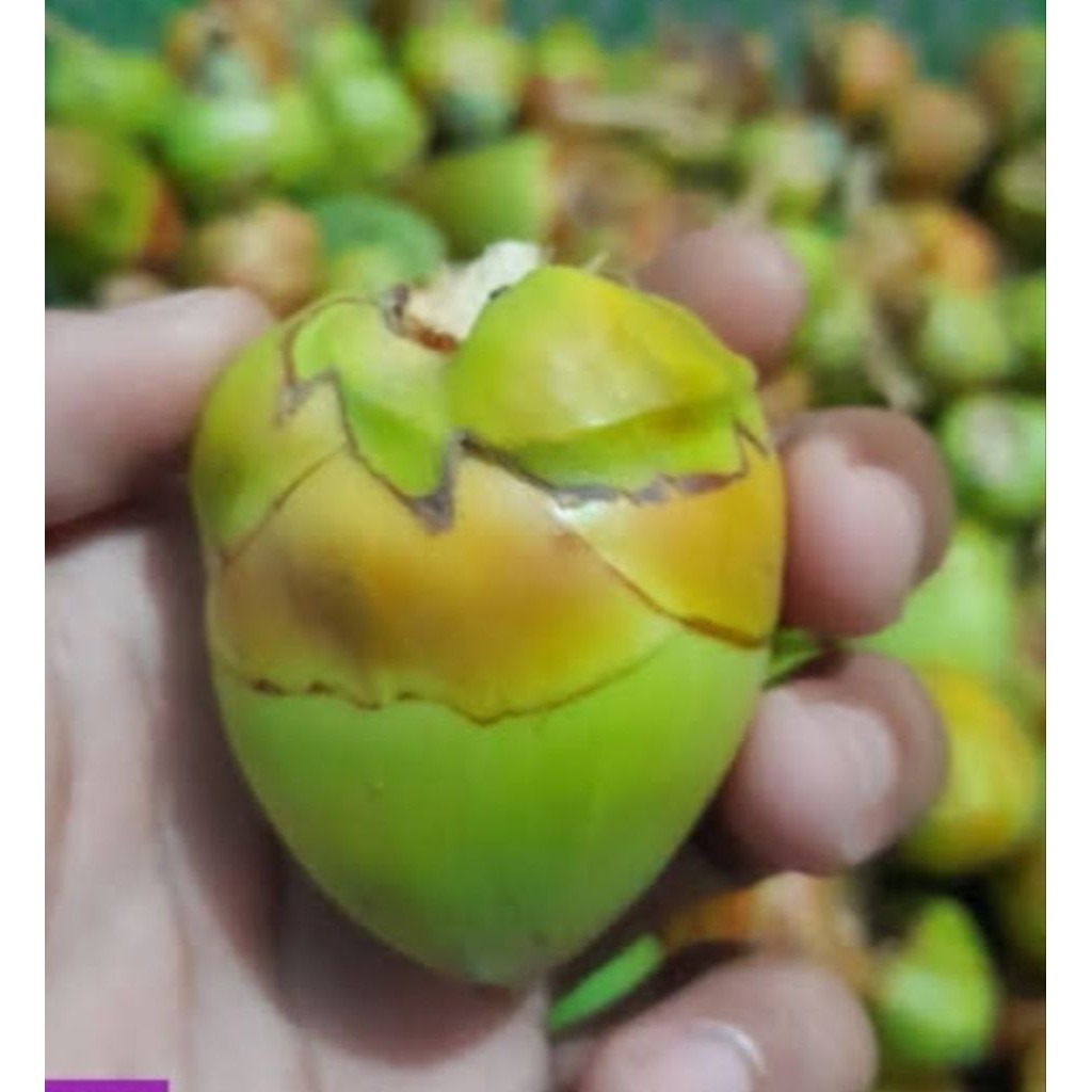 

BELULUK KELAPA PER 10 BIJI/ TEMBULUK KELAPA / BLULUK KELAPA FRESH