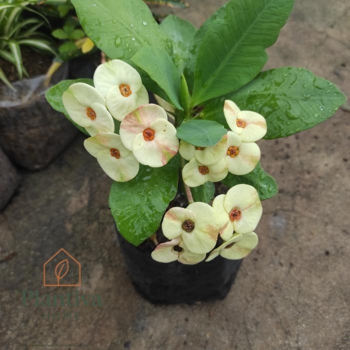 Tanaman Hias Bunga Euphorbia kuning besar Ephorbia Bunga Eporbia