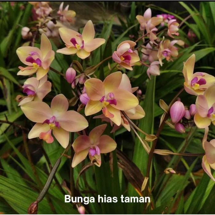 Tanaman hias anggrek Tanah bunga yellow - bunga hias anggrek tanah