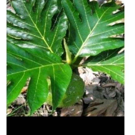 

250 gr New Daun sukun sgar 500 gr herbal daun sukun