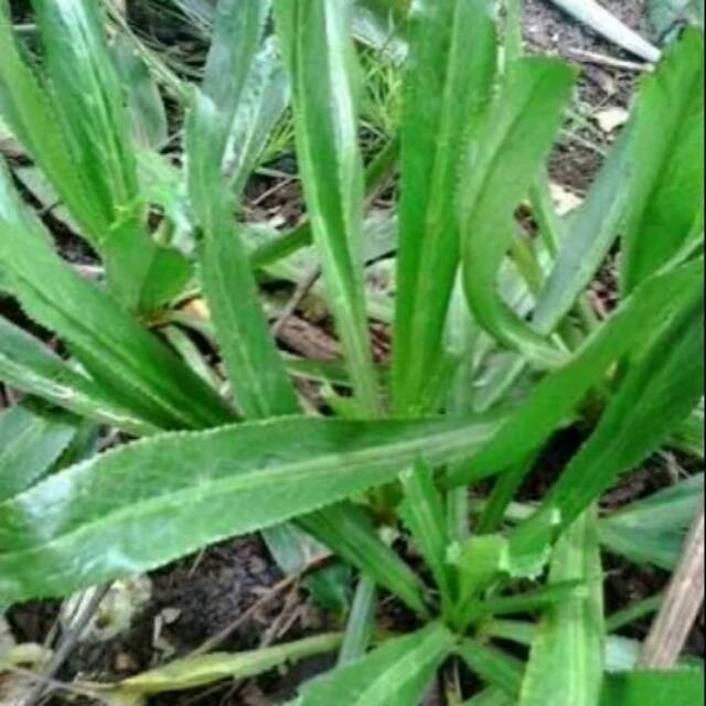 

Promo Daun walang sangit segar 500gram ...