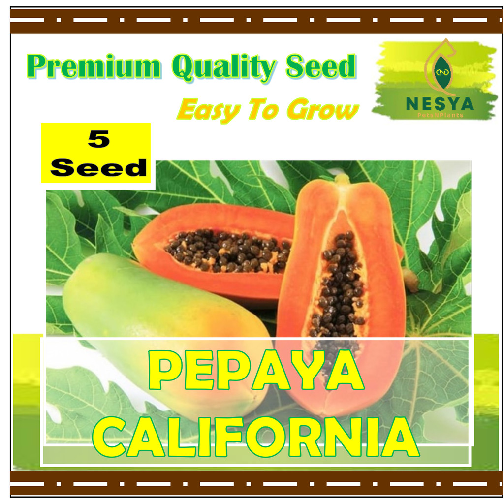 5 Biji Benih Pepaya California Buah Pepaya California Leoni MH F1