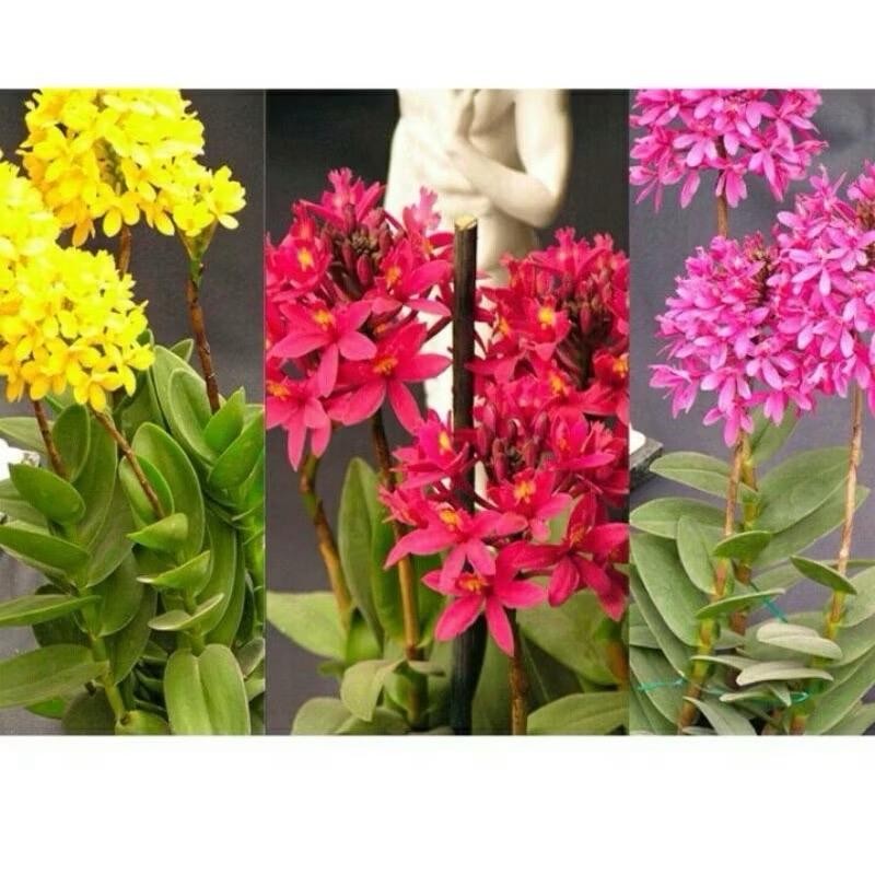 ￼Anggrek Epidendrum Scundum spesie