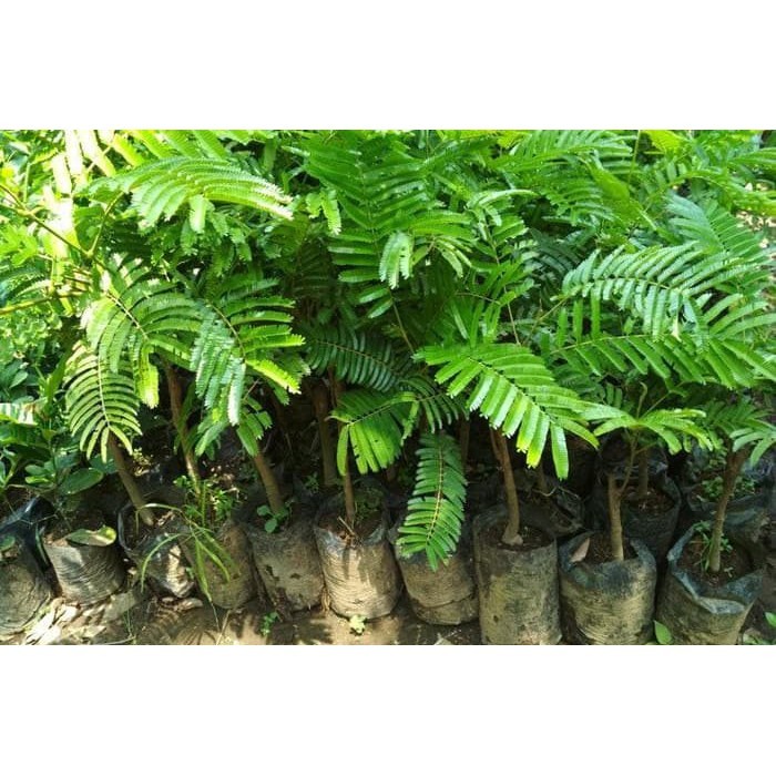 Bibit Petai Super Cepat Berbuah Bibit Petai Hibrida Bibit Petai Jumbo Bibit Petai Murah