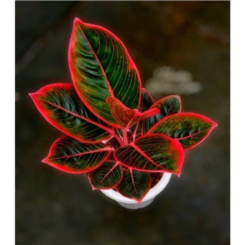 ( ORIGINAL ) bibit anakan aglonema KANZA 2/3 daun