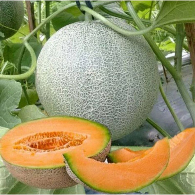 TERMURAH  100 bibit benih melon madu / bibit melon/ bibit melon super