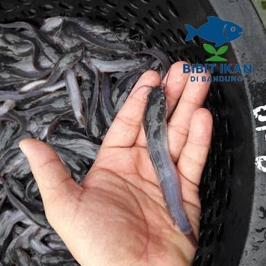 Bibit / benih ikan lele ukuran 9 - 10 cm per ekor / bibit ikan di bandung khusus intsan / BIDB