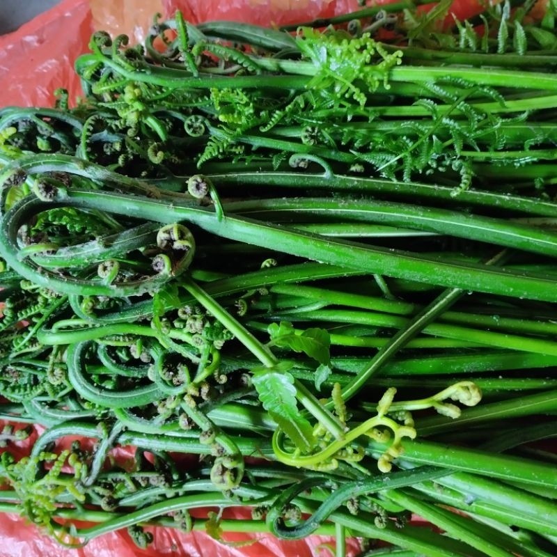 Pakis Sayur Segar Pakis Sayur Fresh 1kg Sayuran Hijau Segar