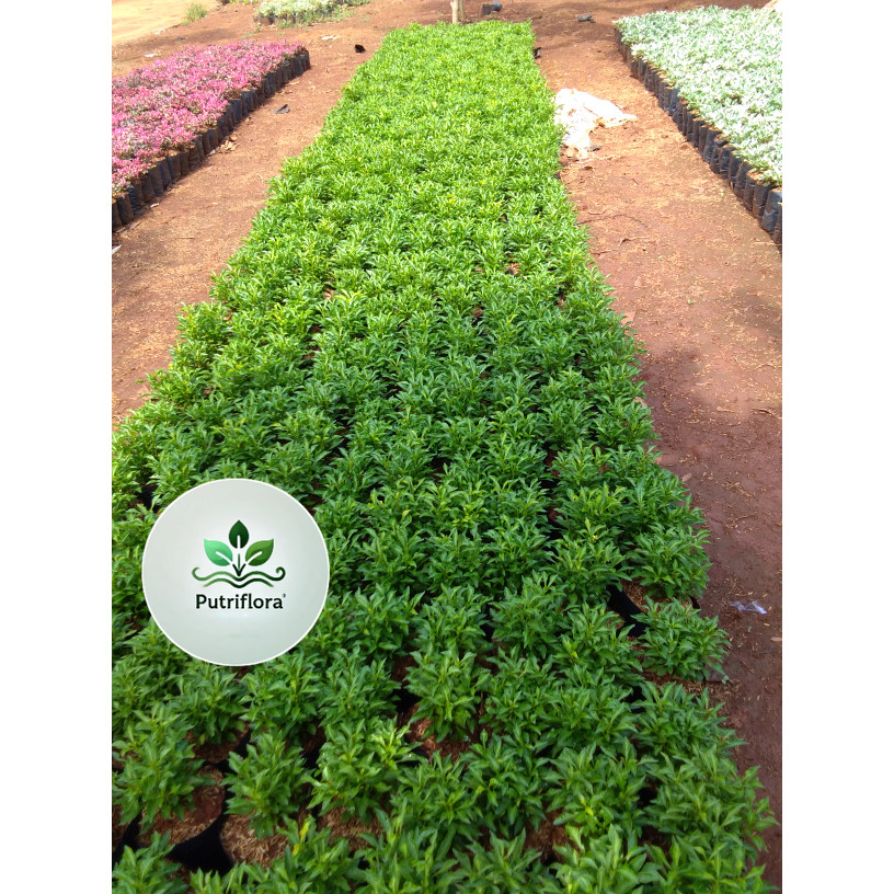 (PROMO) Tanaman krokot hijau / pohon krokot / kerokot hijau