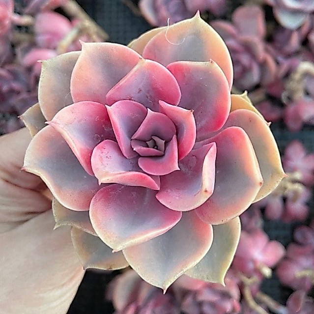 Sukulen Echeveria Perle Rainbow /West Rainbow