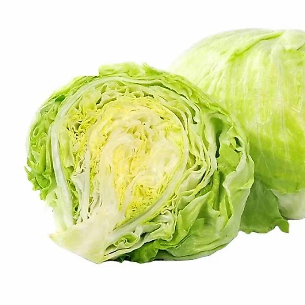 Bini benih selada head lettuce