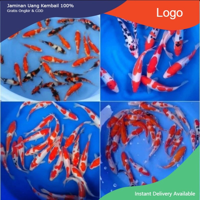 Ikan Hias Koi Ikan Hiasan Air Tawar Aquarium Kolam