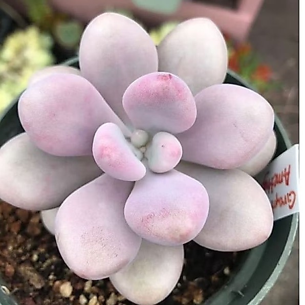 Sukulen Moonstone