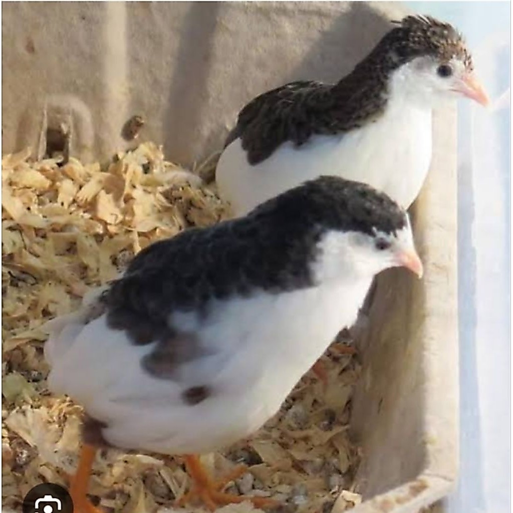 puyuh batu tuxedo sepasang