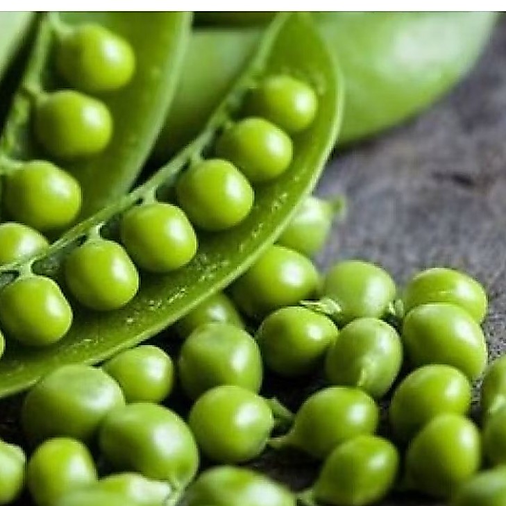 20 BUTIR BUI BENIH KACANG KAPRI / KACANG POLONG
