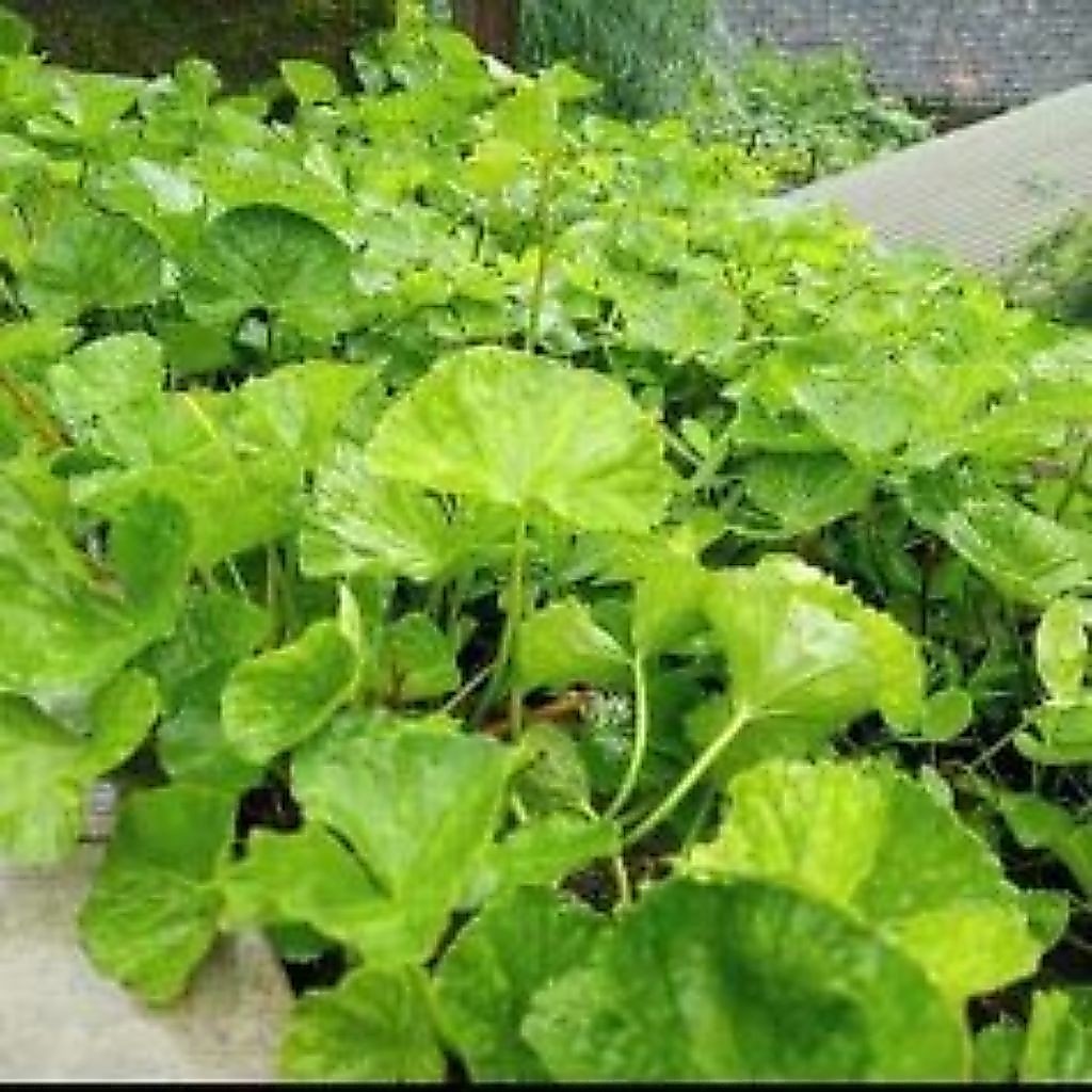Daun pegagan segar per satu ikat
